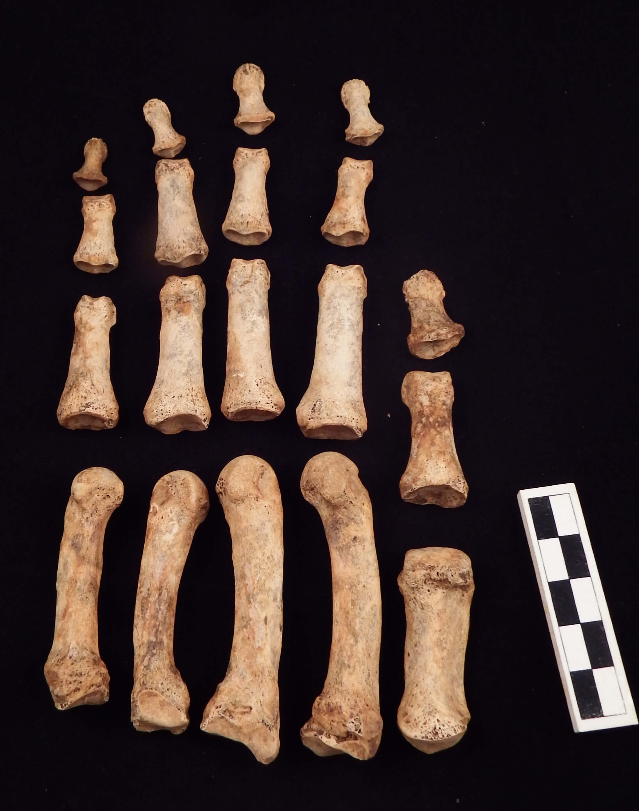 Finger bones associated with the Sugar Land 95 project
